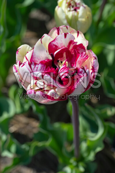 Tulipa Jonquieres