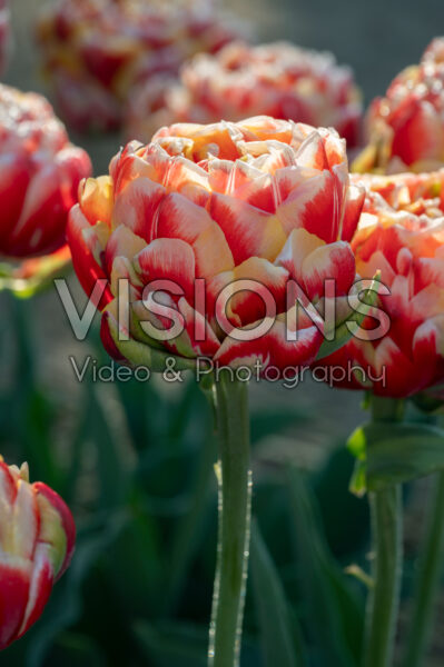 Tulipa Giant Peach Tulipa Giant Peach