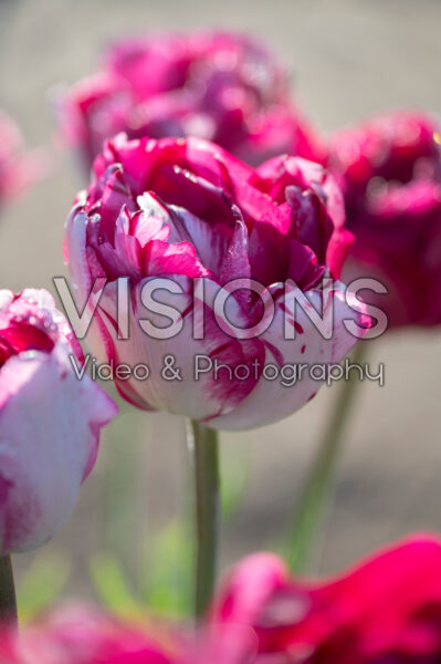 Tulipa Jonquieres Tulipa Jonquieres