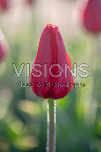 Tulipa Kingsblood Tulipa Kingsblood