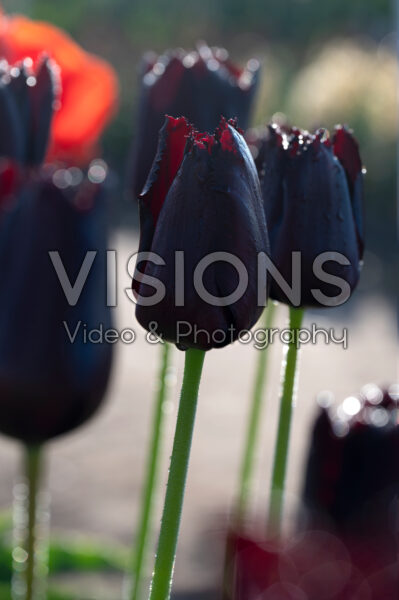 Tulipa Vincent van Gogh