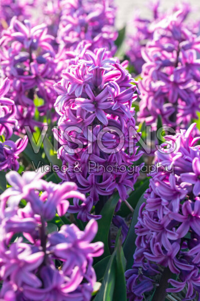 Hyacinthus Hyacinthus