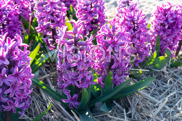Hyacinthus Hyacinthus