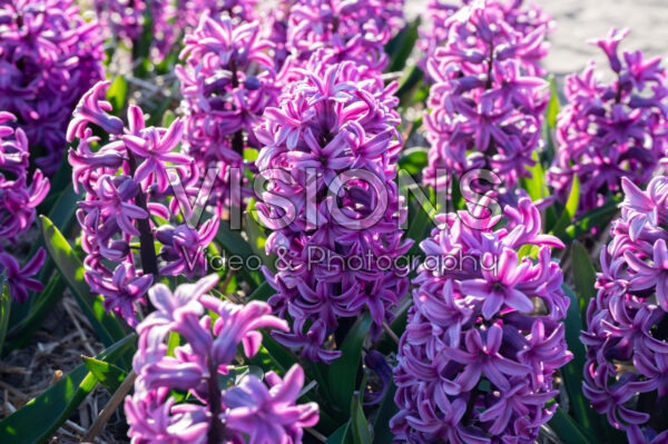 Hyacinthus Hyacinthus