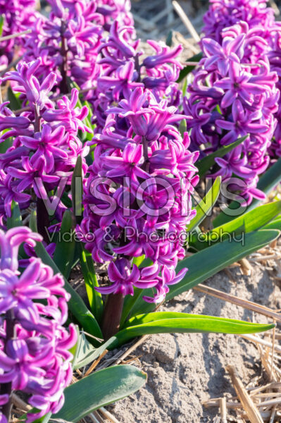Hyacinthus