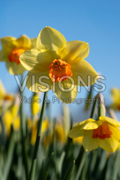  Narcissus Quirinus