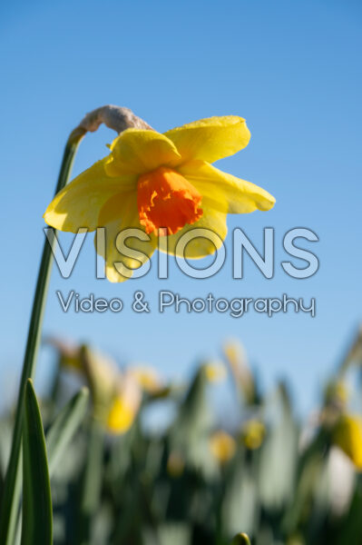 Narcissus Quirinus Narcissus Quirinus