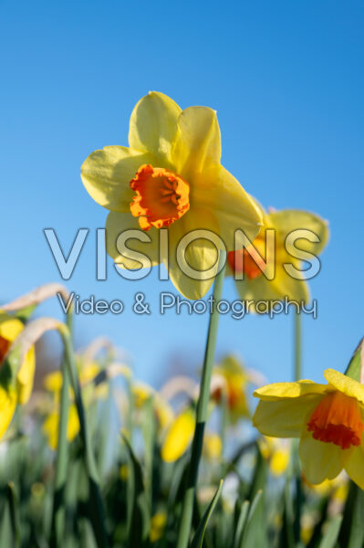 Narcissus Quirinus Narcissus Quirinus