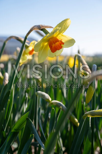 Narcissus Quirinus Narcissus Quirinus