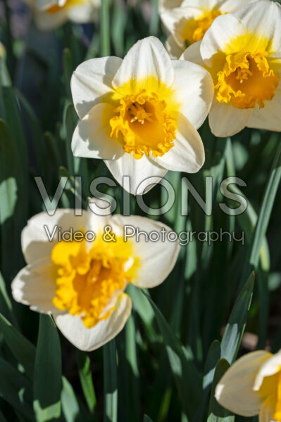 Narcissus Sundazed Narcissus Sundazed