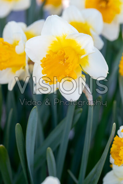 Narcissus Sundazed