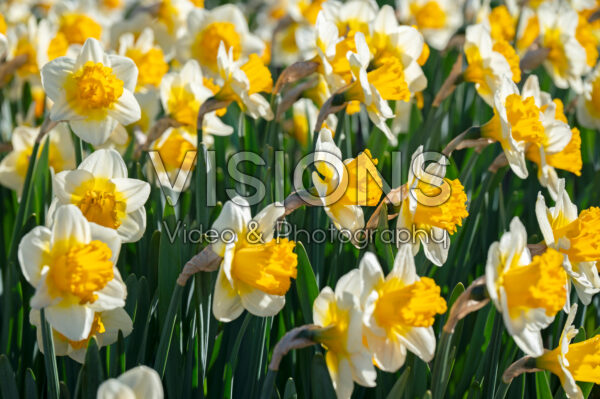 Narcissus Sundazed Narcissus Sundazed