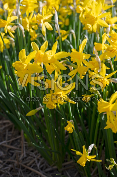 Narcissus Golden Sailboat Narcissus Golden Sailboat