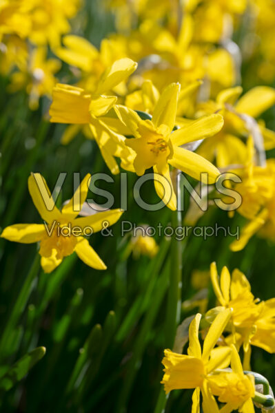 Narcissus Golden Sailboat Narcissus Golden Sailboat
