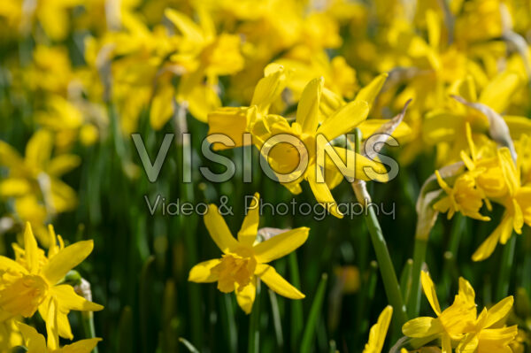 Narcissus Golden Sailboat Narcissus Golden Sailboat