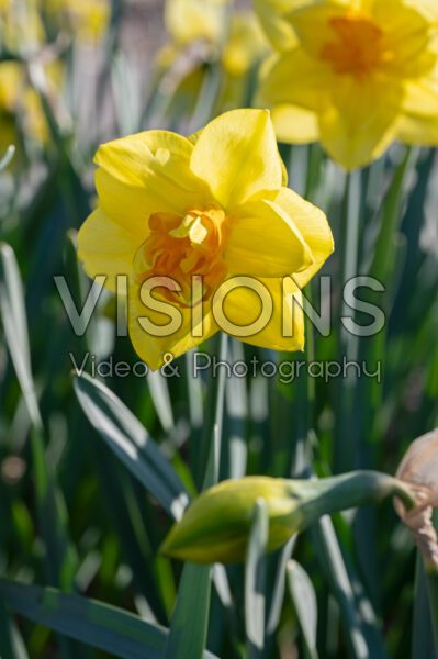 Narcissus Apotheose Narcissus Apotheose