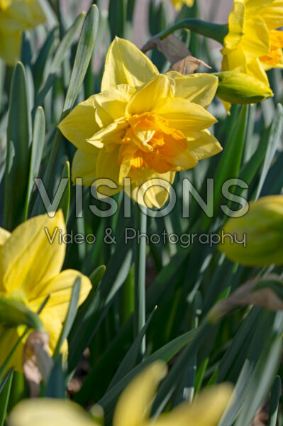Narcissus Apotheose Narcissus Apotheose
