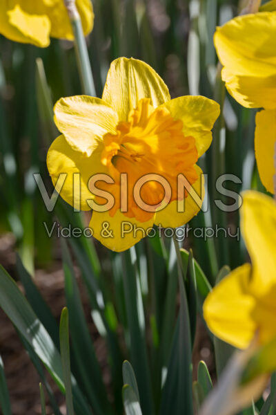 Narcissus Rockstar Narcissus Rockstar