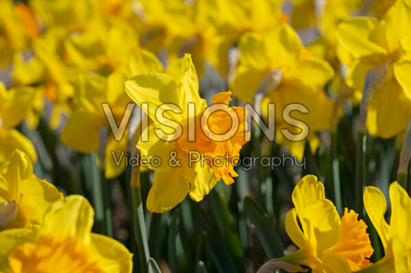 Narcissus Rockstar