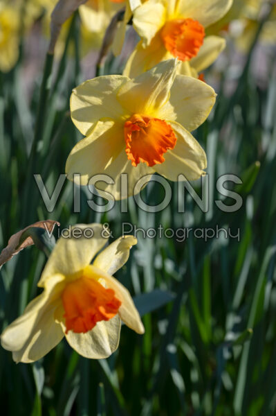 Narcissus Quirinus Narcissus Quirinus