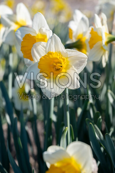 Narcissus Gunshot Narcissus Gunshot