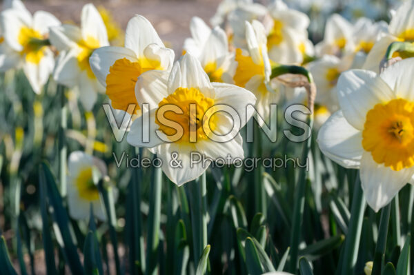 Narcissus Gunshot Narcissus Gunshot