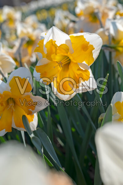 Narcissus Souvereign Narcissus Souvereign
