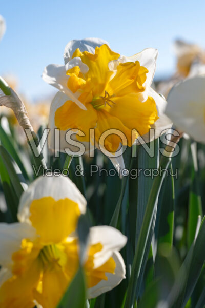 Narcissus Souvereign