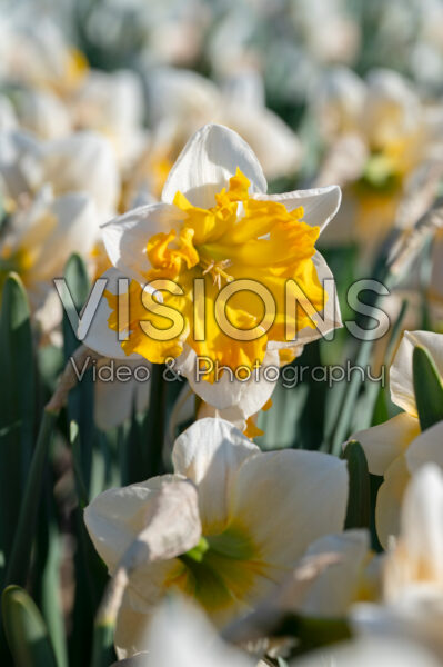 Narcissus Souvereign Narcissus Souvereign