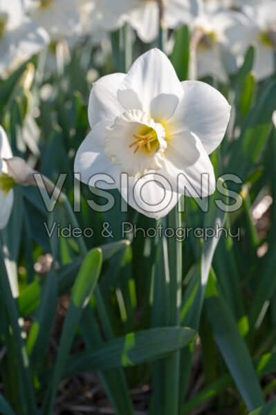 Narcissus La Delicatesse Narcissus La Delicatesse