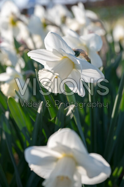 Narcissus La Delicatesse Narcissus La Delicatesse