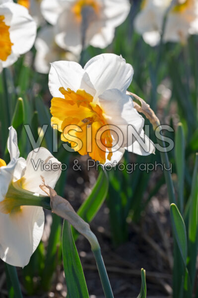 Narcissus Soestdijk Narcissus Soestdijk