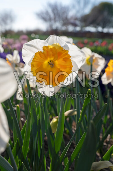 Narcissus Soestdijk