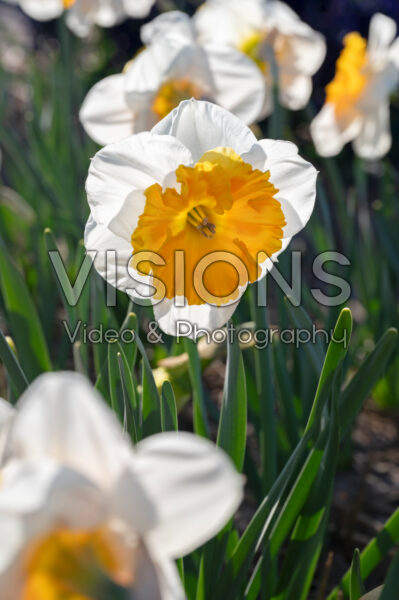Narcissus Soestdijk Narcissus Soestdijk