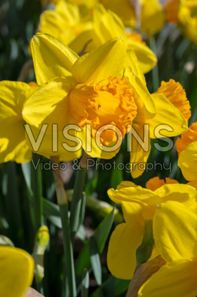 Narcissus Dutch Crown