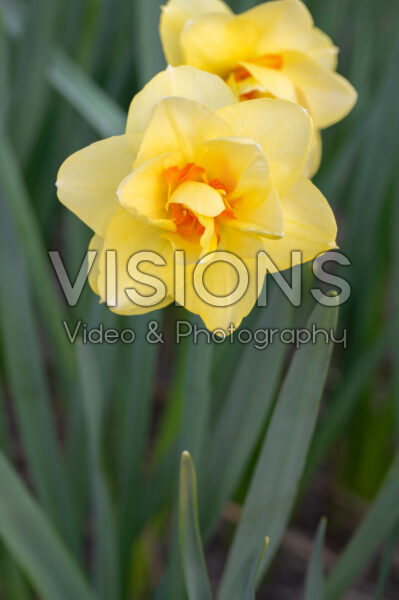 Narcissus Furbelow