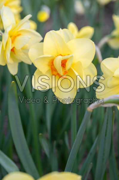 Narcissus Furbelow Narcissus Furbelow