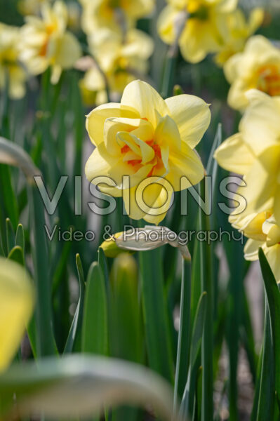 Narcissus Furbelow Narcissus Furbelow