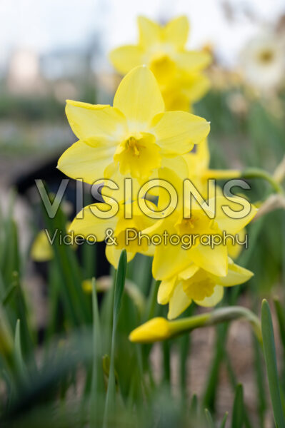 Narcissus Verdin Narcissus Verdin
