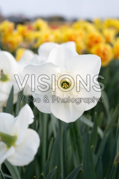 Narcissus Beautiful Ocean Narcissus Beautiful Ocean