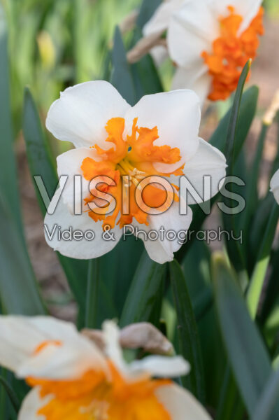Narcissus Strawberry Fiesta Narcissus Strawberry Fiesta