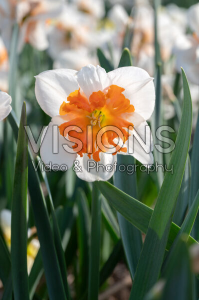 Narcissus Strawberry Fiesta