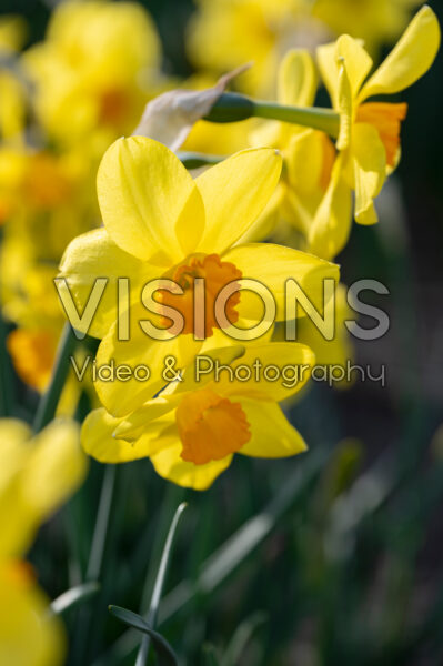 Narcissus Kinglet