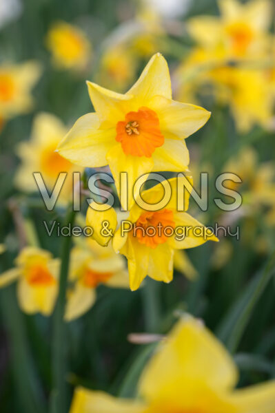 Narcissus Suzy