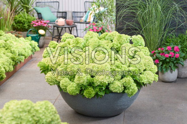 Hydrangea paniculata Groundbreaker® Greeny™ Hydrangea paniculata Groundbreaker® Greeny™