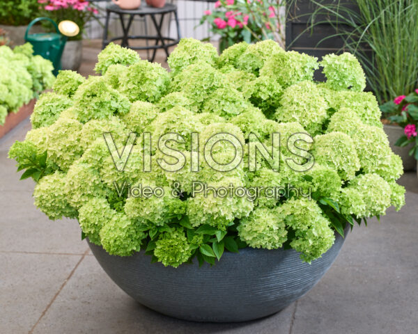 Hydrangea paniculata Groundbreaker® Greeny™ Hydrangea paniculata Groundbreaker® Greeny™