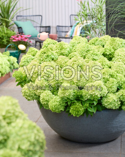 Hydrangea paniculata Groundbreaker® Greeny™