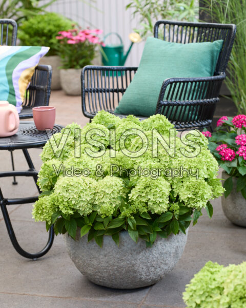 Hydrangea paniculata Groundbreaker® Greeny™ Hydrangea paniculata Groundbreaker® Greeny™