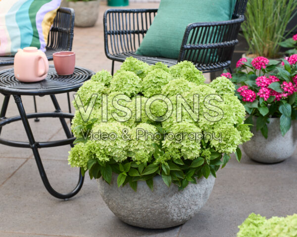 Hydrangea paniculata Groundbreaker® Greeny™