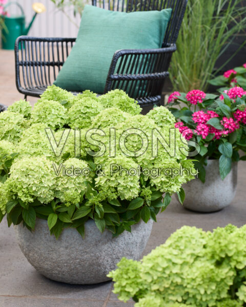 Hydrangea paniculata Groundbreaker® Greeny™ Hydrangea paniculata Groundbreaker® Greeny™